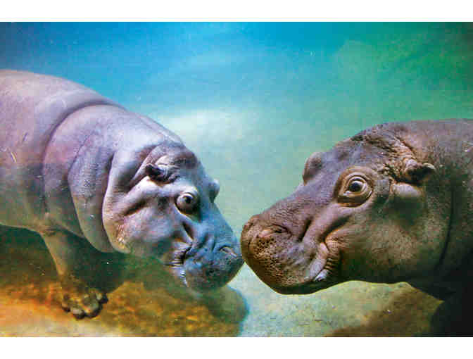 Two Tickets to Adventure Aquarium!