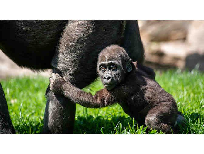 Two Tickets to the Pittsburgh Zoo & PPG Aquarium!