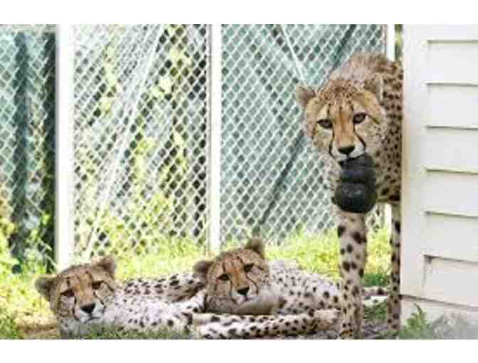 Family Fun at the Binder Park Zoo!