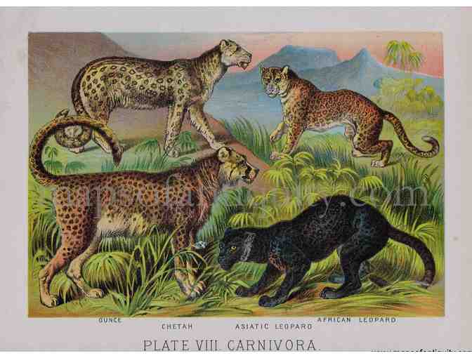 Antique Lithograph - Big Cats (c. 1880) - Photo 1