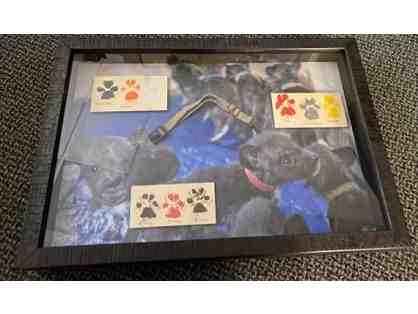 African Wild Dog Puppy Shadow Box