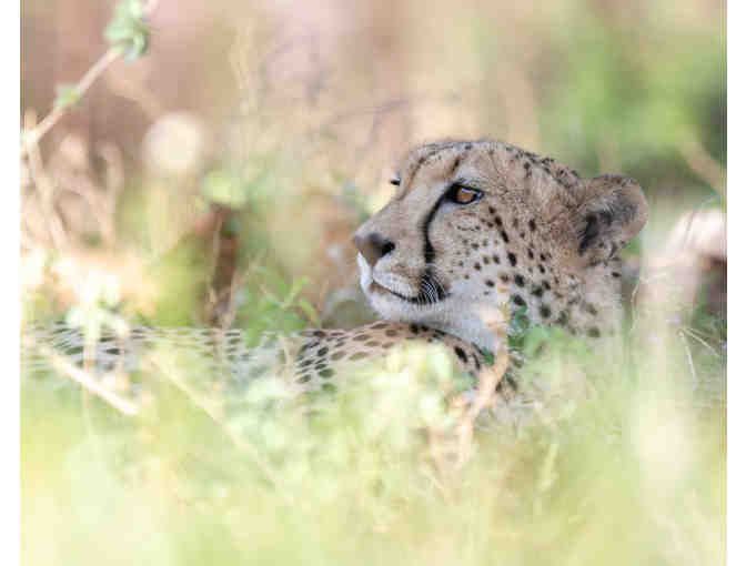 Wild Cheetah Photograph by Jo Taylor - Photo 1