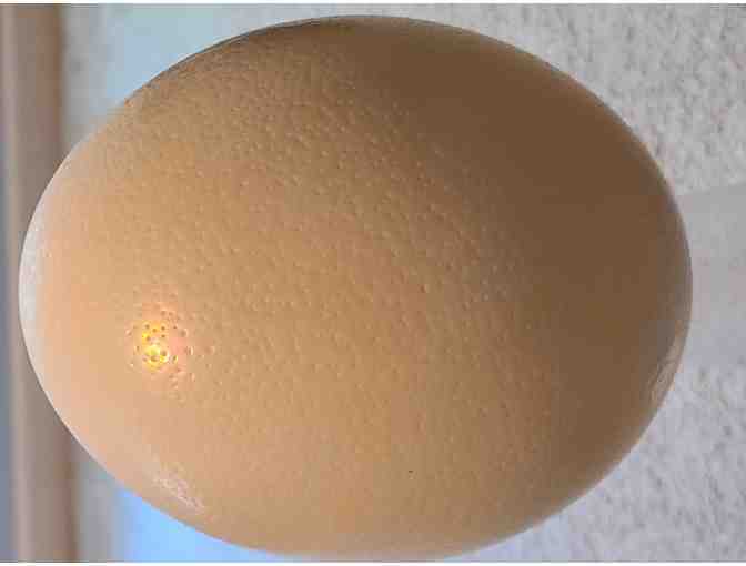 Ostrich Egg (Unpainted) *DISCOUNTED