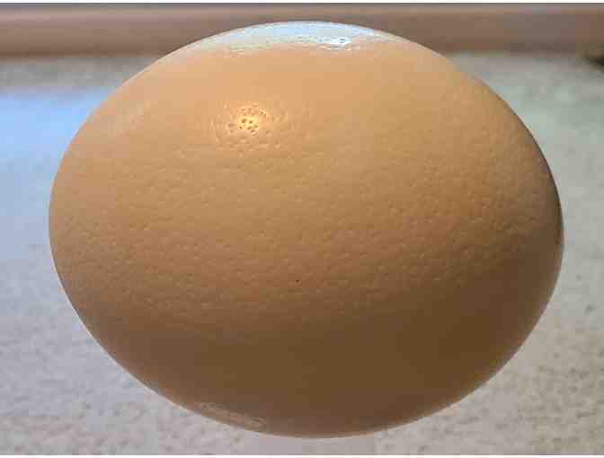 Ostrich Egg (Unpainted) *DISCOUNTED