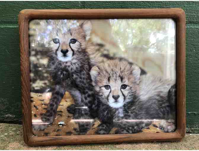 Wood Framed Cheetah Photo - Photo 1