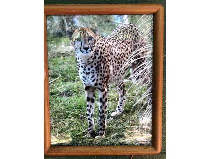 Wood Framed Cheetah Photo 2 - Photo 1