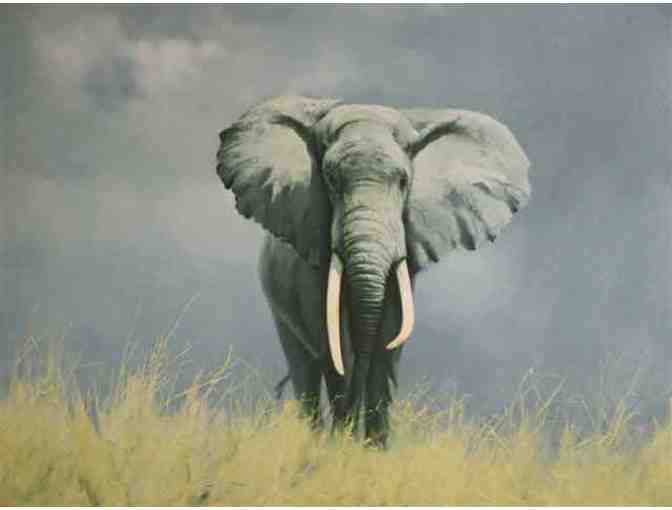 "Wise Old Elephant" Framed Painting by David Shepherd - Photo 1