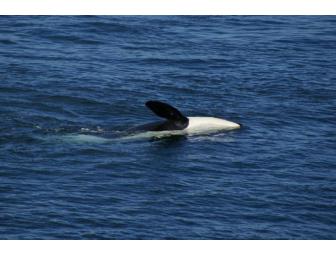 Snugglers' Cove on San Juan Island:  Two Nights in a Cozy Guest House