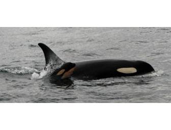 Captain Jim's Whale Watch Excursion for 2