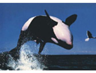 Captain Jim's Whale Watch Excursion for 2