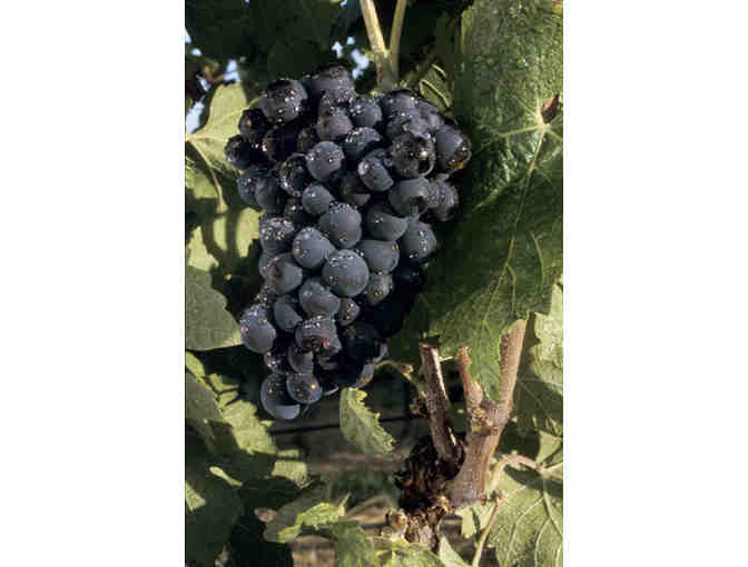 Domaine Chandon Winery Trip for Four (4)