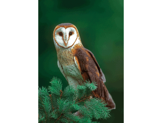 What Bird Am I? Bird Identification game