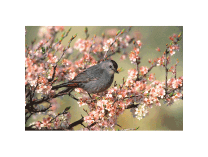 What Bird Am I? Bird Identification game