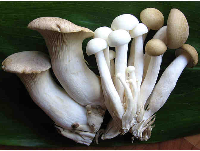 Hamakua Mushrooms - 3 lb. Basket of Fresh Mushrooms