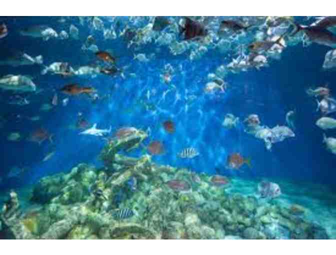 North Carolina Aquariums Basket - Two (2) Complimentary Tickets in Basket