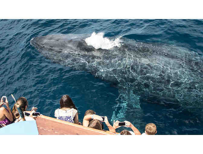 Whale Watching Cruise for Two in Newport Beach
