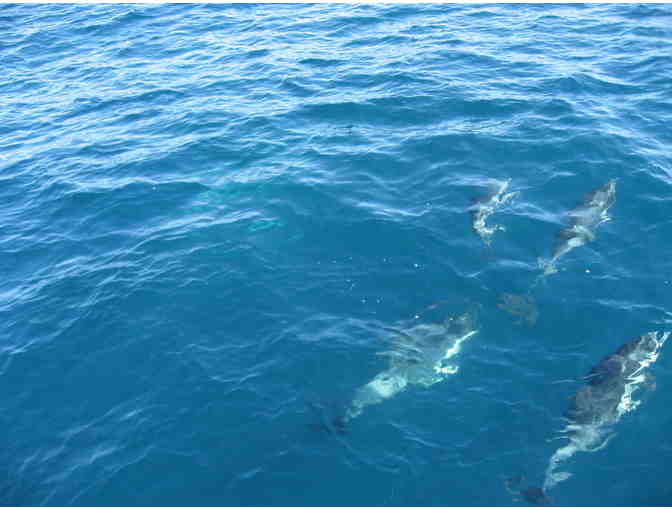 Dolphin Tour at Catalina Island for 4 Persons - Photo 2