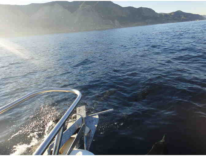 Dolphin Tour at Catalina Island for 4 Persons - Photo 3