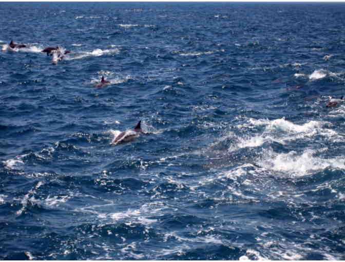 Dolphin Tour at Catalina Island for 4 Persons - Photo 4