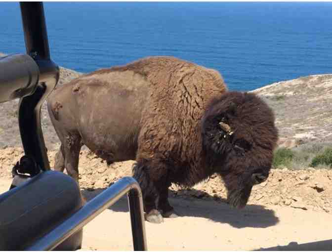 Bison Expedition for Two on Catalina Island - Photo 1