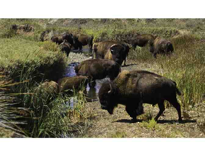 Bison Expedition for Two on Catalina Island