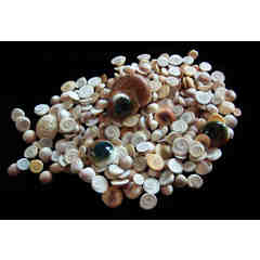 Queen of Shiva Jewelry