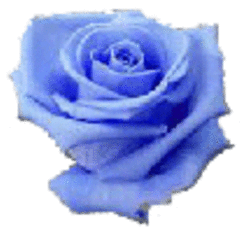 Maggie's Blue Rose