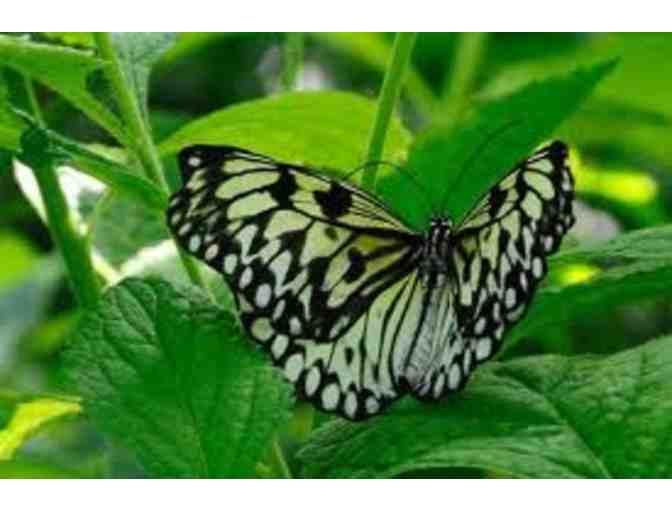 4 passes to the Butterfly House in Chesterfield, MO
