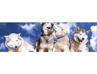 Steve Grod: 1 Canine Behavioral Training Session