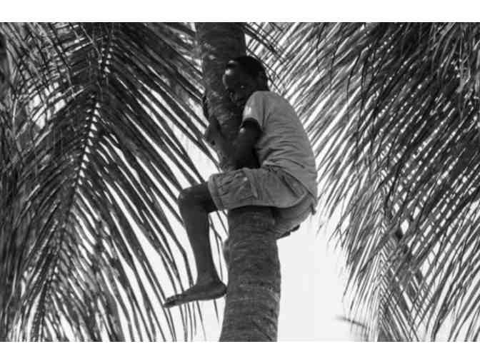 Shiri Paamony Eshel, "The Tree Climber" - Photo 1
