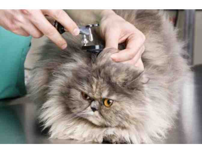 Gift Certificate for Feline Physical Examination