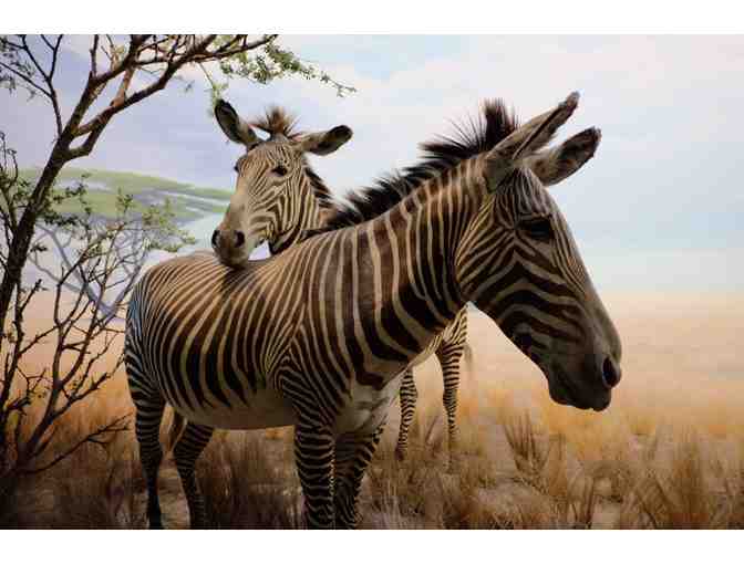 California Academy of Sciences