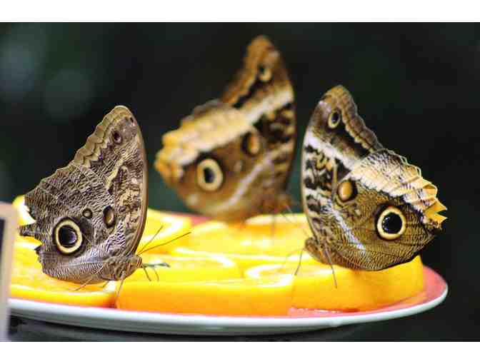 California Academy of Sciences