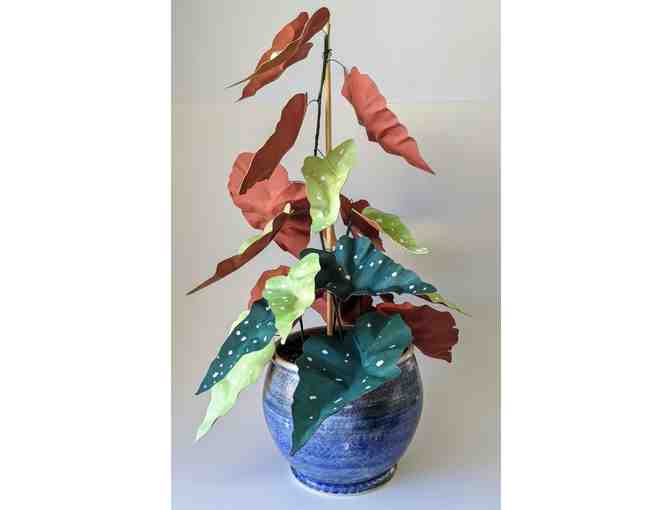 Paper Angel Wing Begonia in Ceramic Vessel by Sarah Kania and Chad Fautt