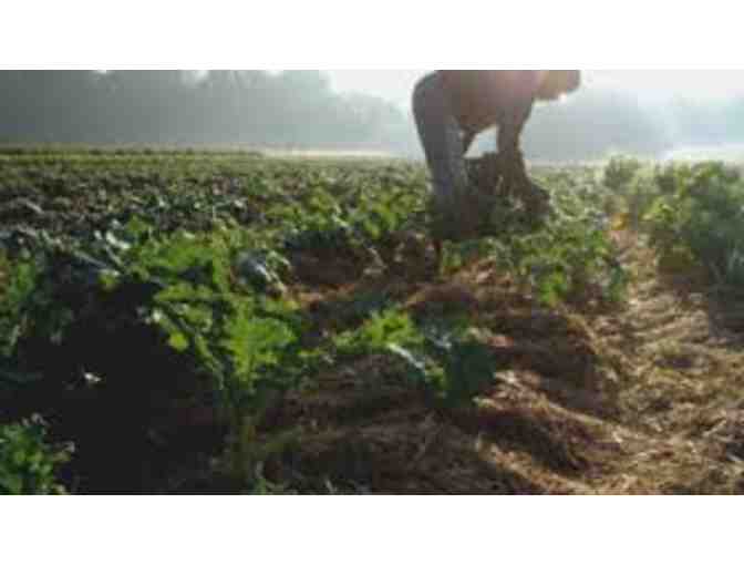 Morning Dew Gardening and Home Maintenance (aka Mr. Tal) FOUR HOUR Gift Certificate