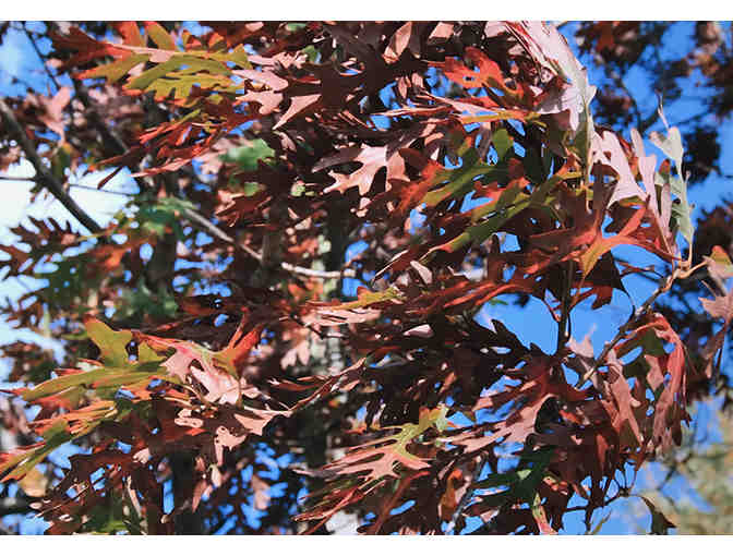 'Oak Tree, White Pine Orchard, WI' by Jessica Crawford