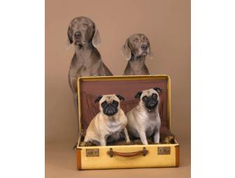 Portrait Session with William Wegman