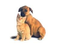 Boston Veterinary Associates - $400 in Pet Care