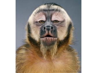 Monkey Portraits by Jill Greenberg (signed copy)