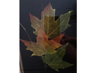 Vermont Folk Art: Framed Hand-pressed Autumn Leaves: Sugar Maple and Black Oak