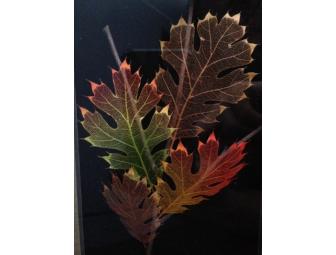 Vermont Folk Art: Framed Hand-pressed Autumn Leaves: Sugar Maple and Black Oak