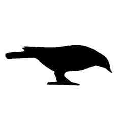 Black Crow Yoga