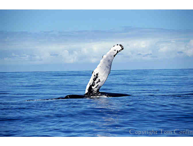 7 Day Luxury Whale Watching Cruise for Two in the Dominican Republic with Aquatic Adventures - Photo 1