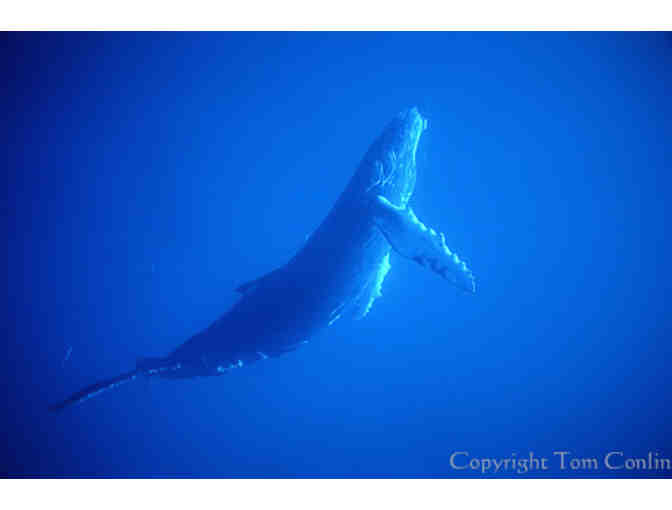 7 Day Luxury Whale Watching Cruise for Two in the Dominican Republic with Aquatic Adventures - Photo 2