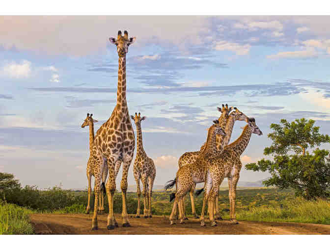 Game Safari at Zulu Nyala South Africa