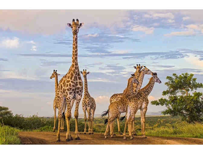 Zulu Nyala Heritage Lodge Photo Safari - South Africa (6 ngts - 7 days for 2 ppl)