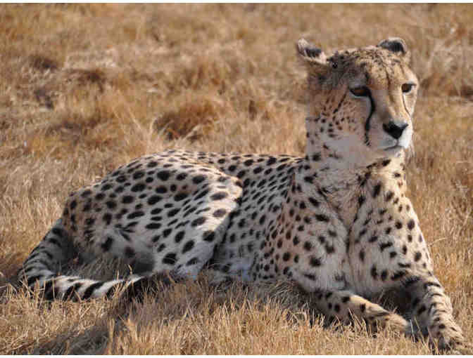 South African Safari for 2 persons - Zulu Nyala (2)