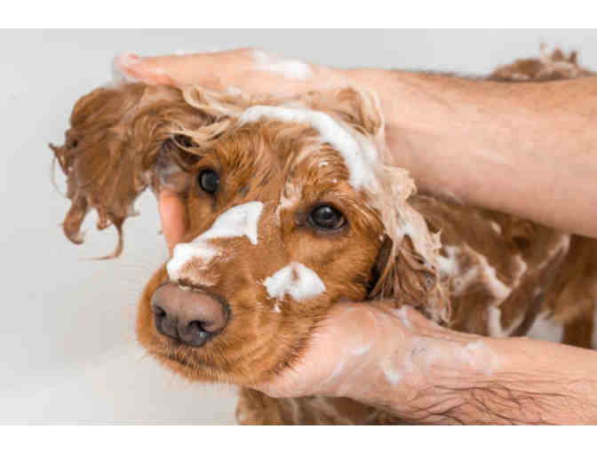 Four $15 gift cards for self serve dog washes at RJ Paddywacks in Basalt