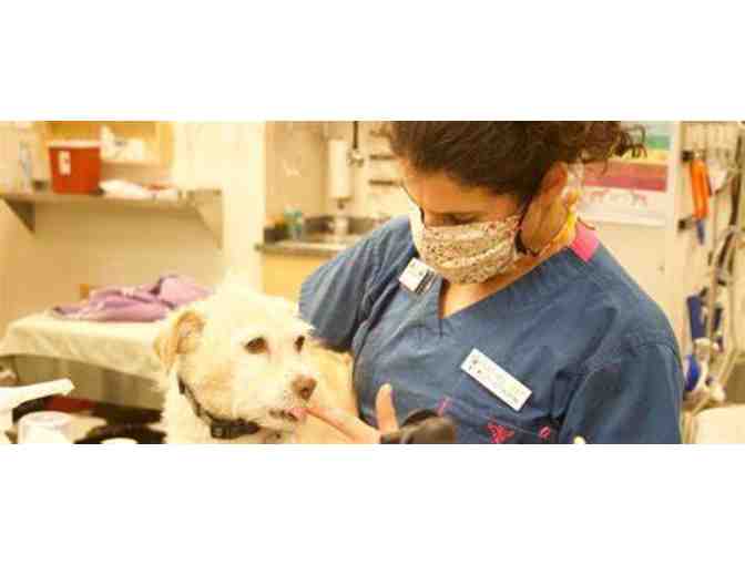 Complete canine/feline dental package from Willits Veterinary Hospital