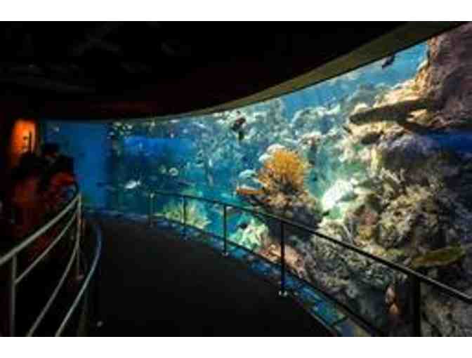 Aquarium of the Pacific - Photo 3